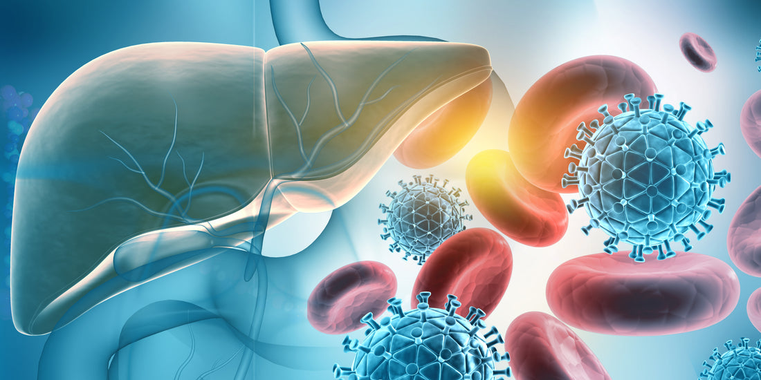 human liver with hepatitis b