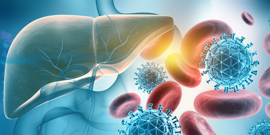 human liver with hepatitis b